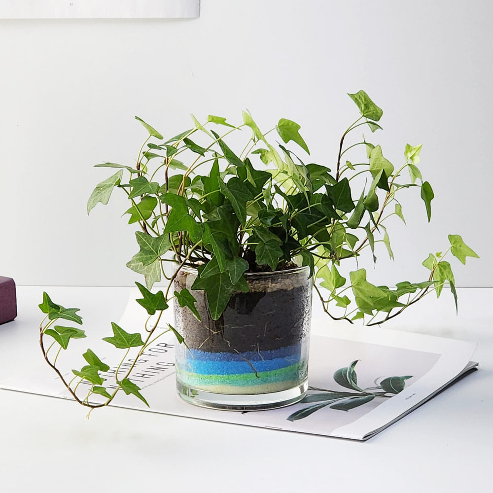 테라리움 식물키우기 원예활동 취미 만들기 DIY 키트